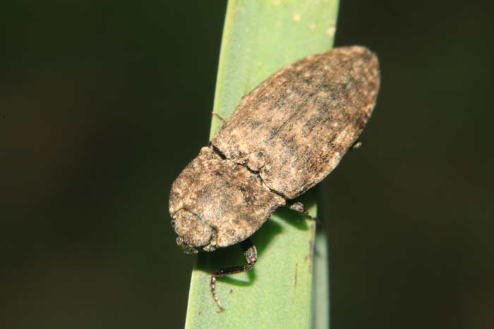 coleotteri nel  parco Foglino Nettuno