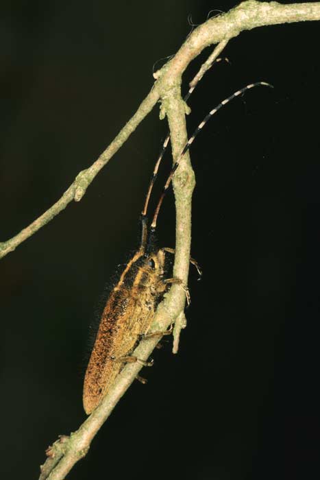 coleotteri nel  parco Foglino Nettuno