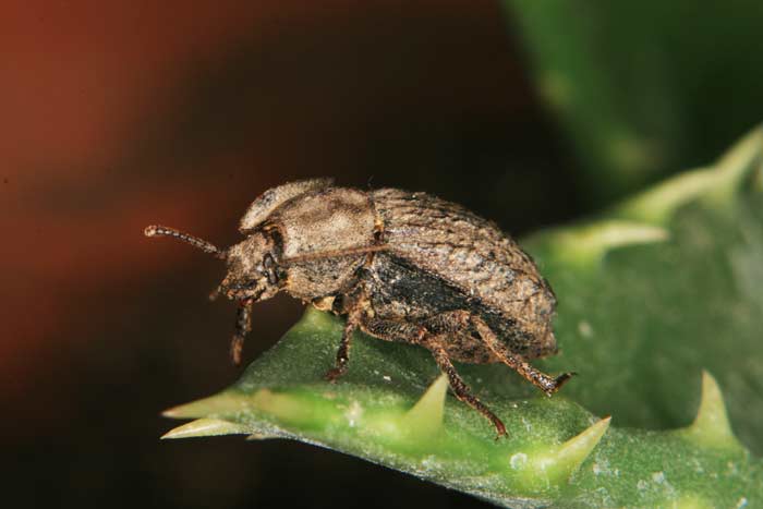 coleotteri nel  parco Foglino Nettuno