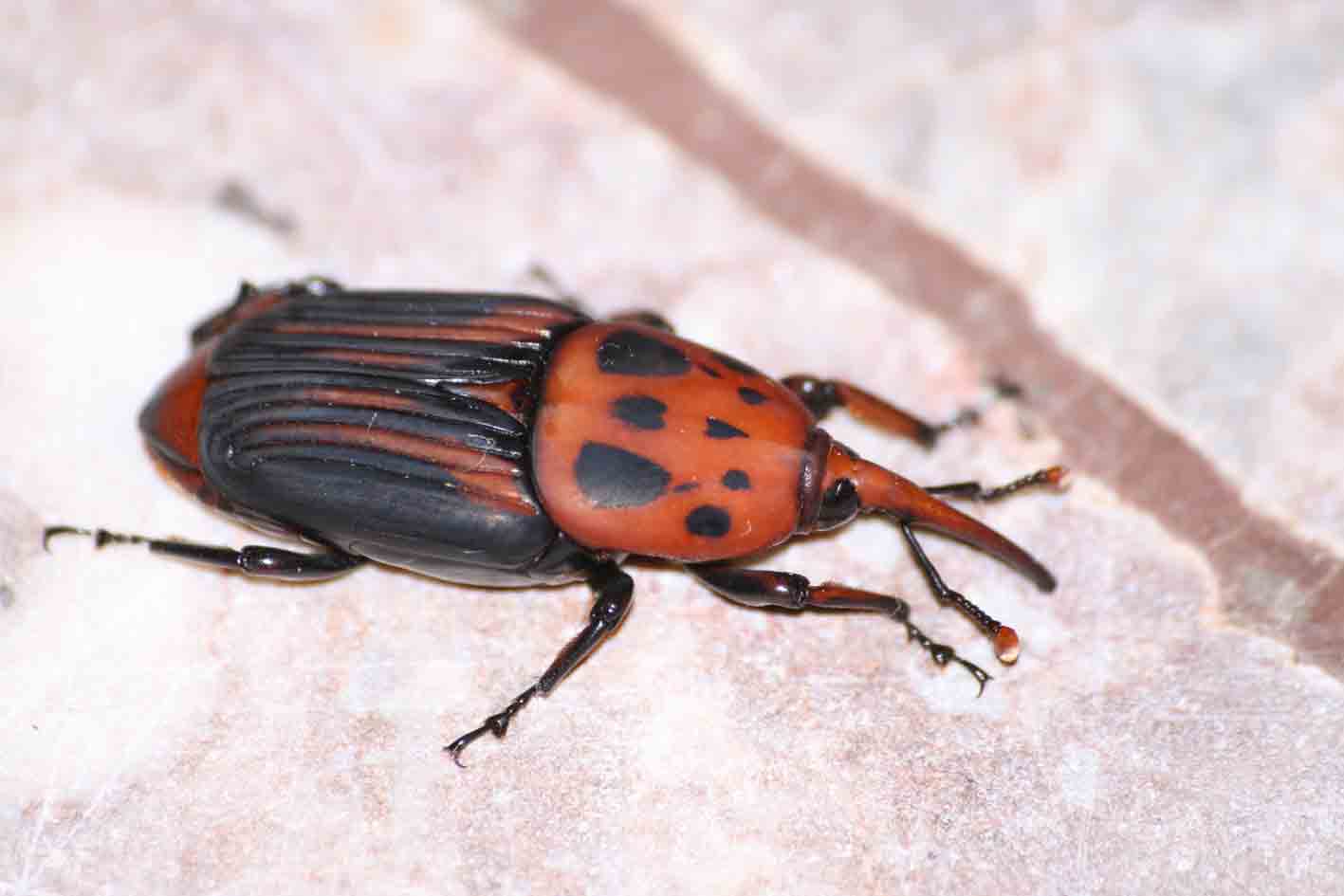 Rhynchophorus ferrugineus