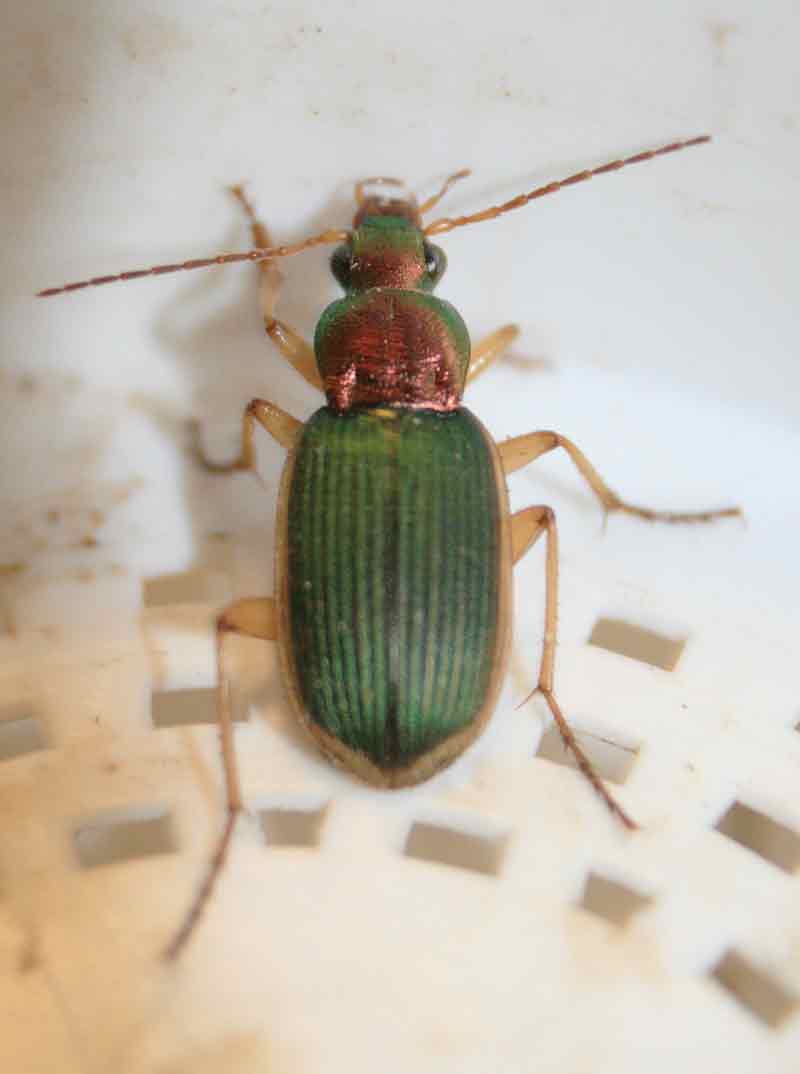 carabidae