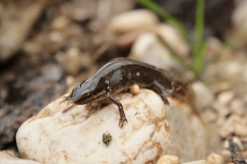 Tritoni odierni - Lissotriton vulgaris meridionalis