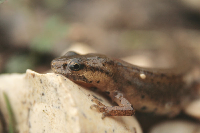 Tritoni odierni - Lissotriton vulgaris meridionalis