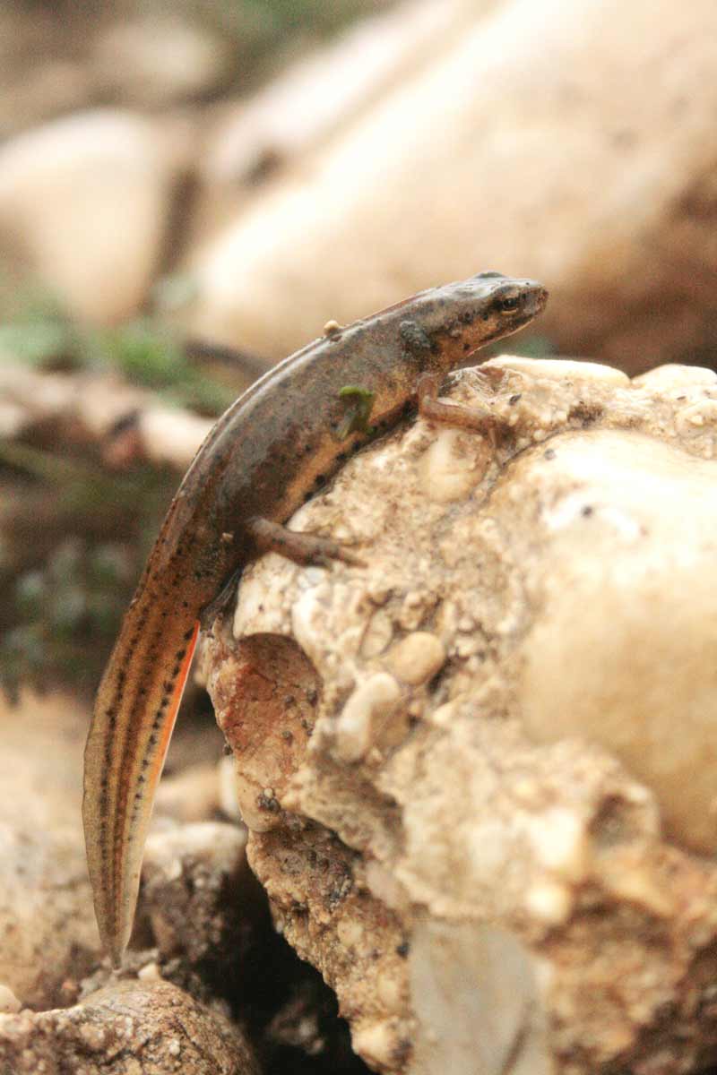 Tritoni odierni - Lissotriton vulgaris meridionalis