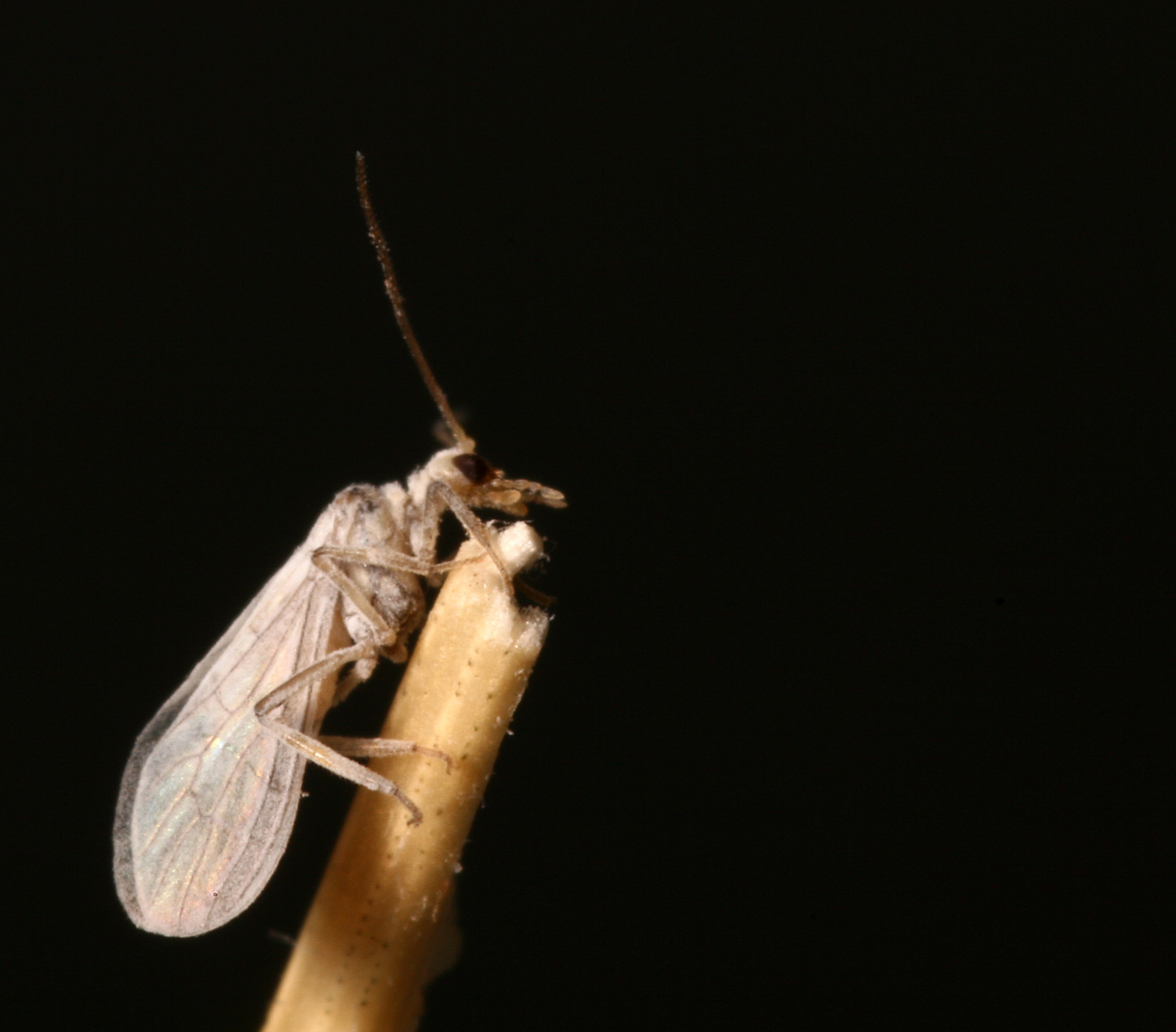 Coniopterygidae - Conwentzia sp.