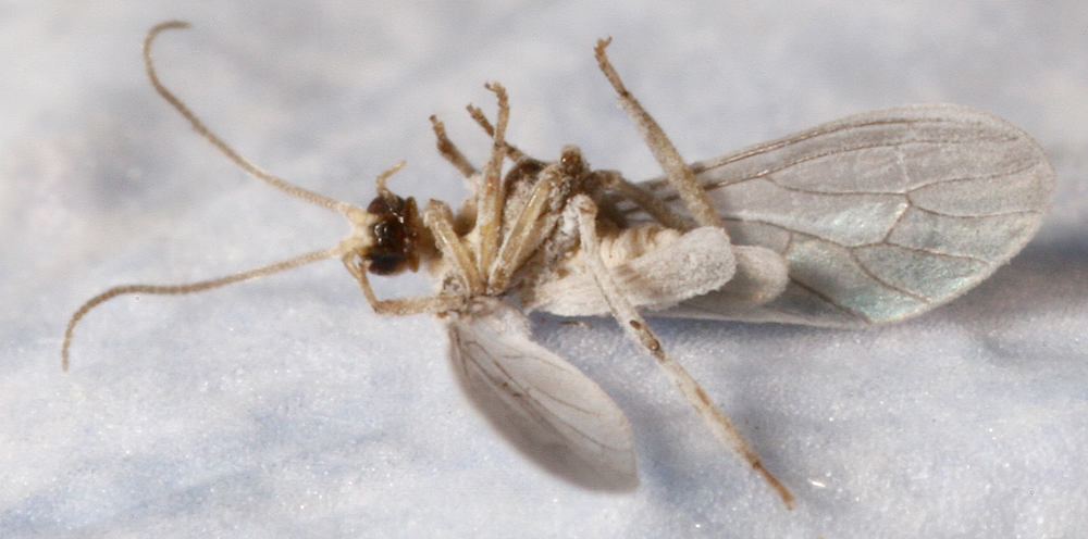 Coniopterygidae - Conwentzia sp.