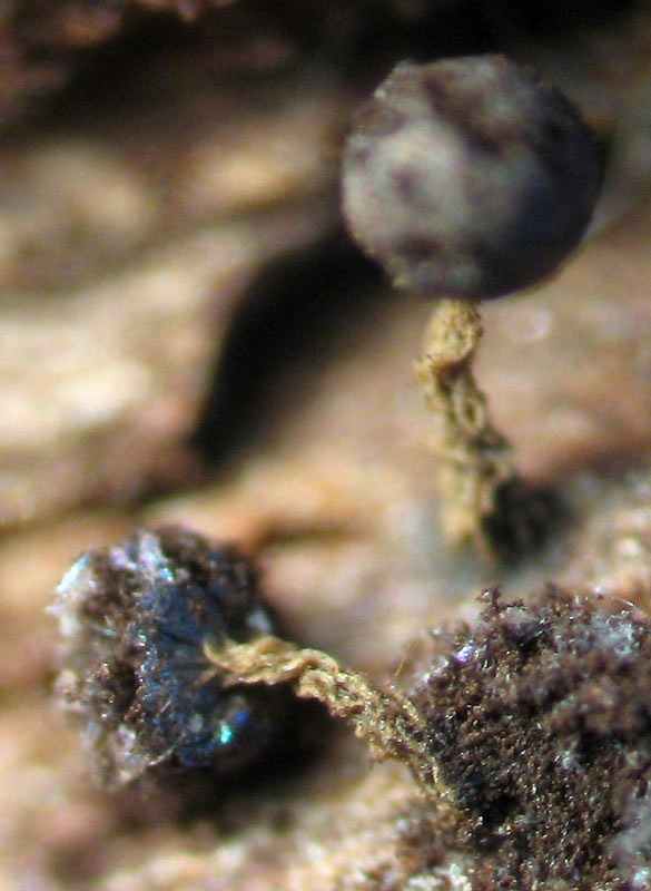 Lo he determinado como Physarum bethelii