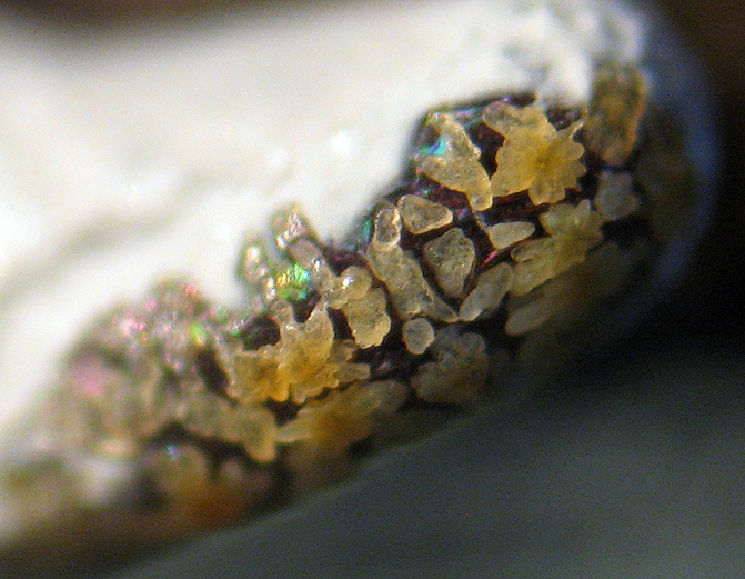 Un Myxomycete estra�o