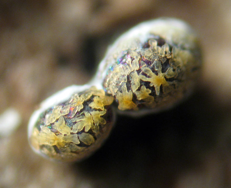 Un Myxomycete estra�o