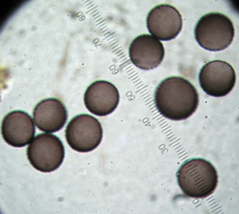 Un Myxomycete estra�o