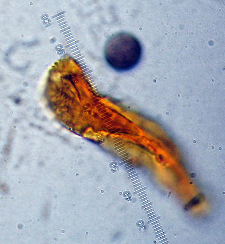 Un Myxomycete estra�o