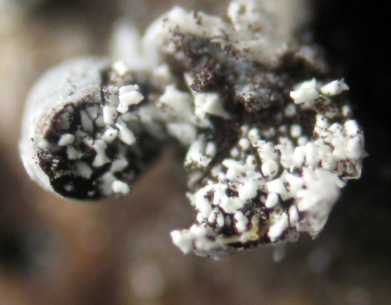 Un Myxomycete estra�o