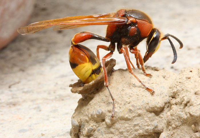 Delta unguiculatum