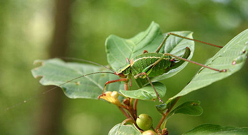 Barbitistes sp. (Orthoptera, Phaneropteridae)