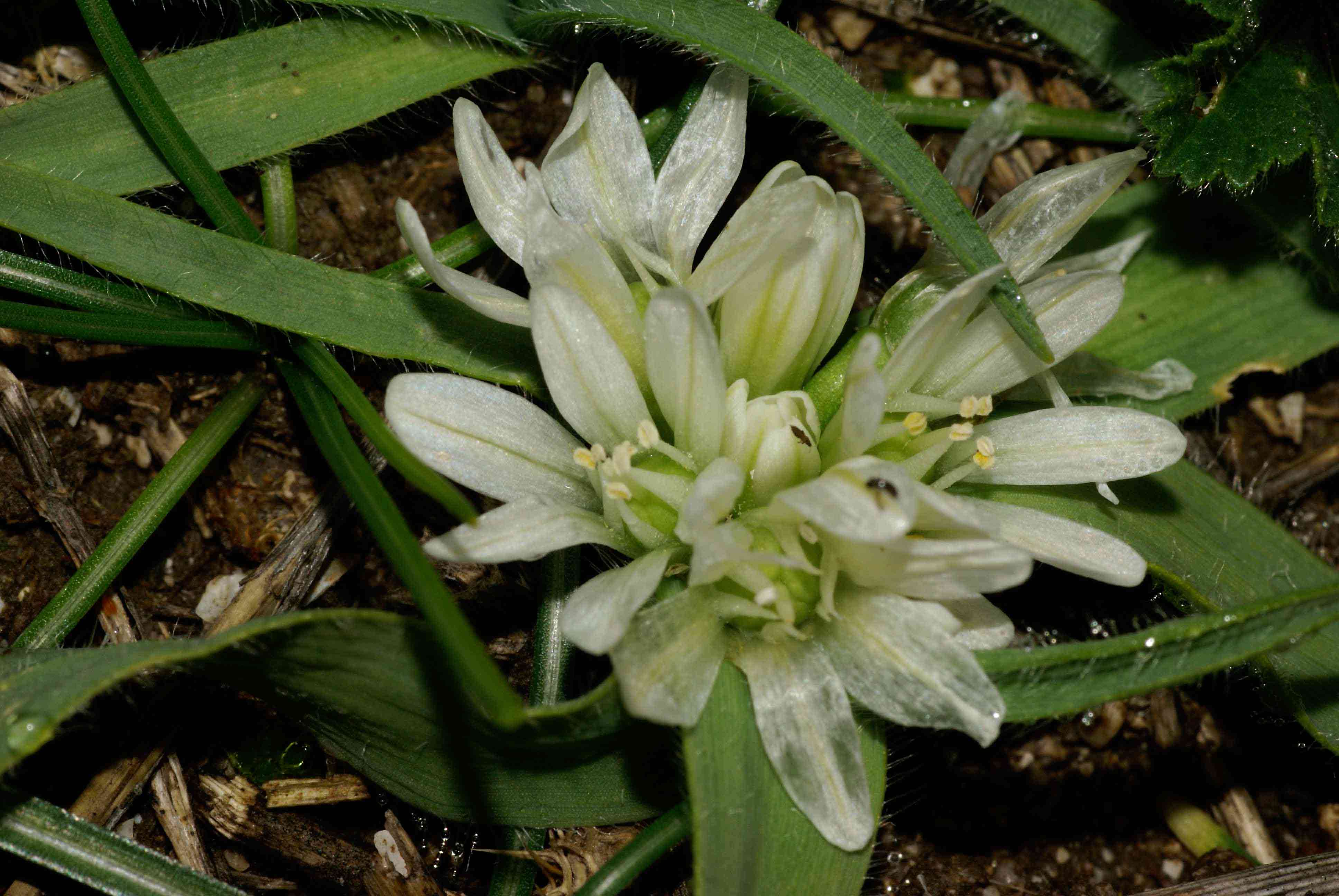 Allium chamaemoly / Aglio minuscolo