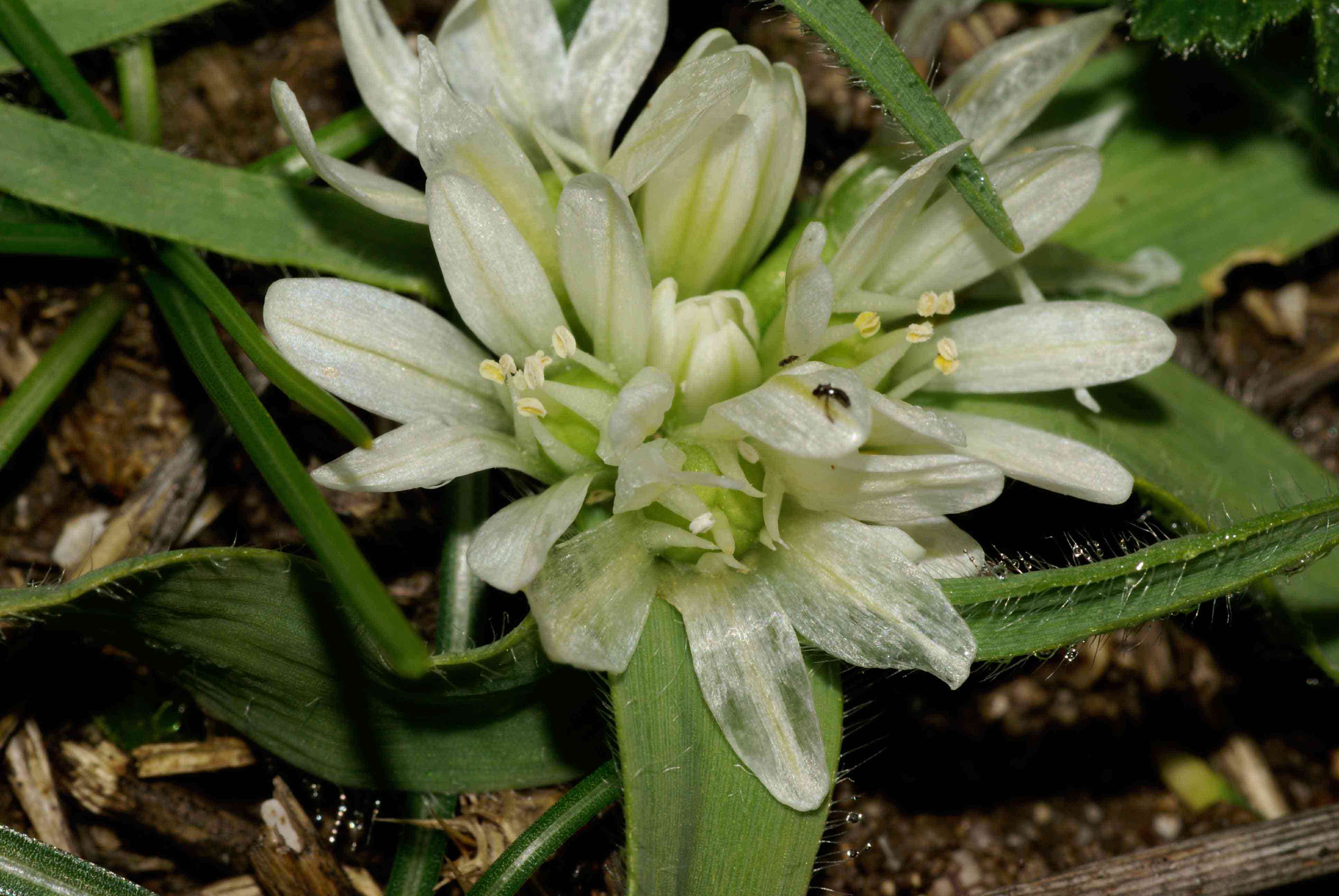 Allium chamaemoly / Aglio minuscolo