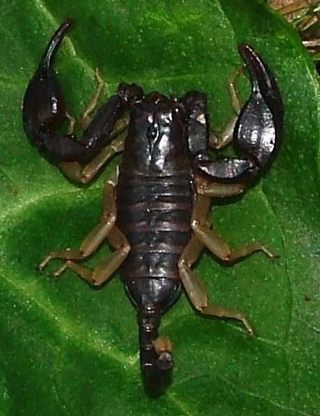 Euscorpius flavicaudis