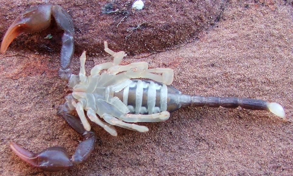 Euscorpius flavicaudis