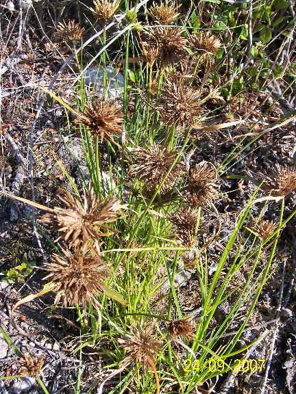 Cyperus polystachyus