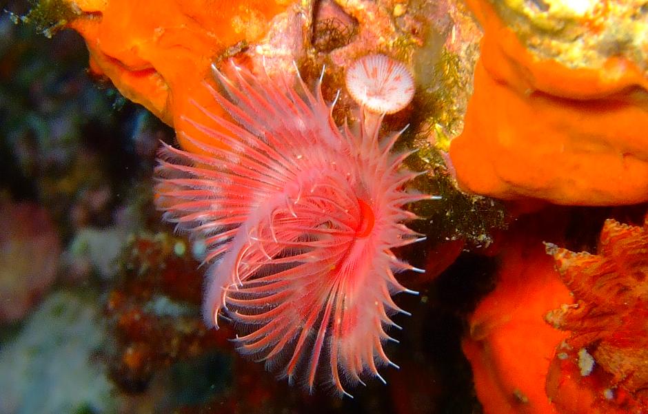 Serpula vermicularis