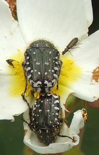 Cetoniidae