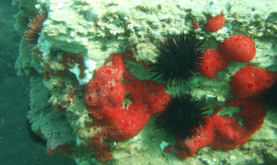 Phorbas fictitius (Bowerbank, 1866)