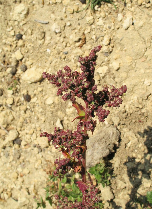 Chenopodium da identificare (rubrum / botryiodes / altra ??)