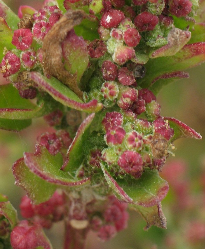 Chenopodium da identificare (rubrum / botryiodes / altra ??)