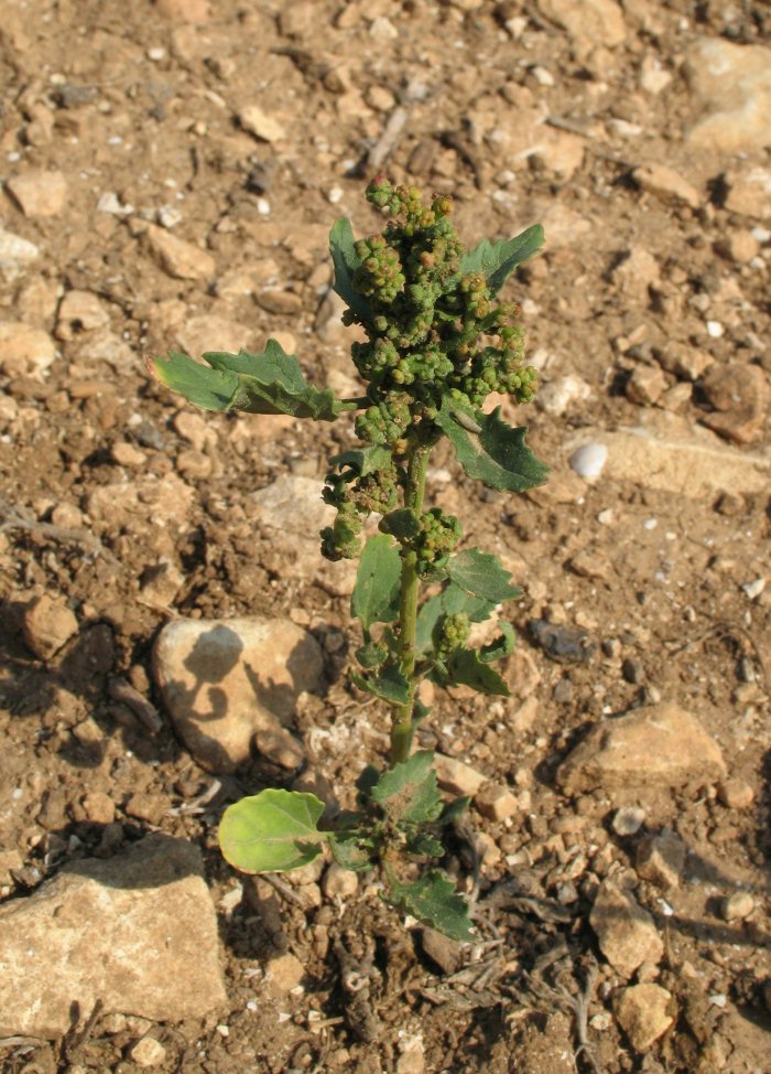 Chenopodium da identificare (rubrum / botryiodes / altra ??)