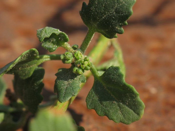Chenopodium da identificare (rubrum / botryiodes / altra ??)