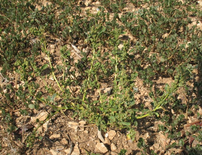 Chenopodium da identificare (rubrum / botryiodes / altra ??)