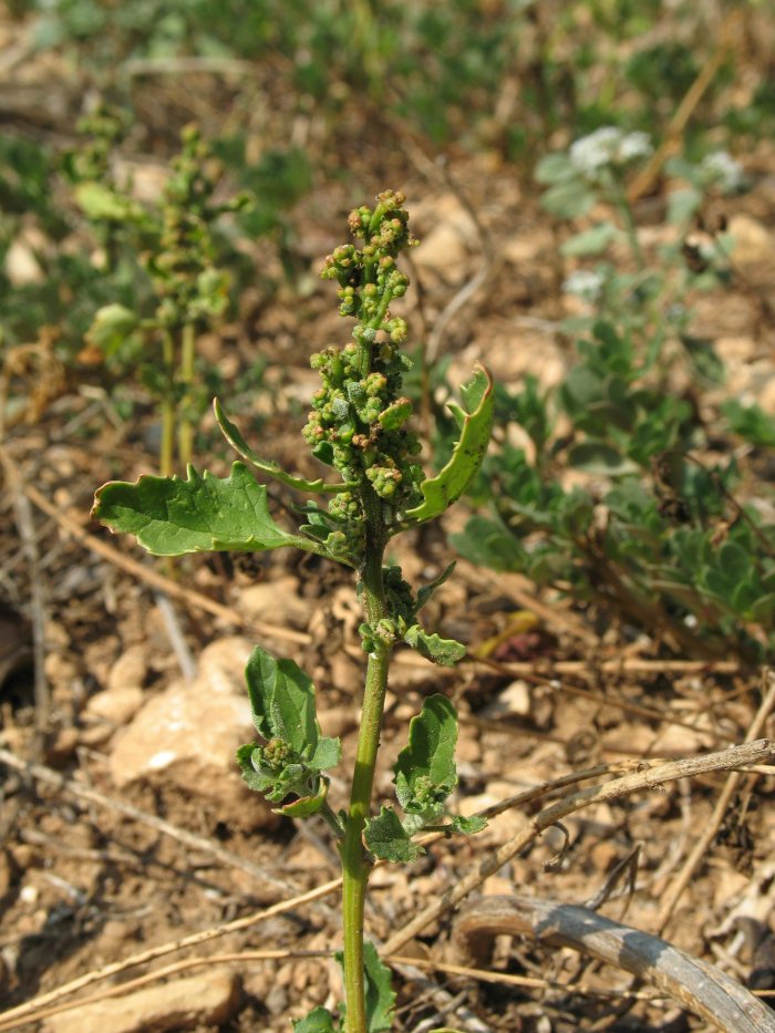 Chenopodium da identificare (rubrum / botryiodes / altra ??)