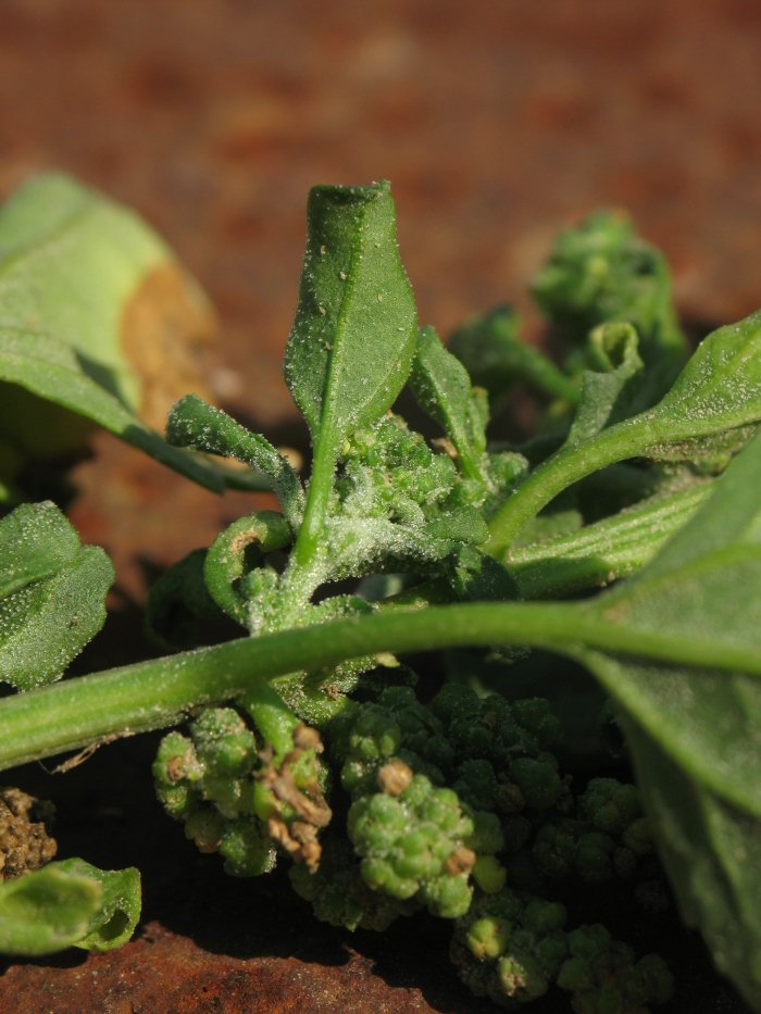 Chenopodium da identificare (rubrum / botryiodes / altra ??)
