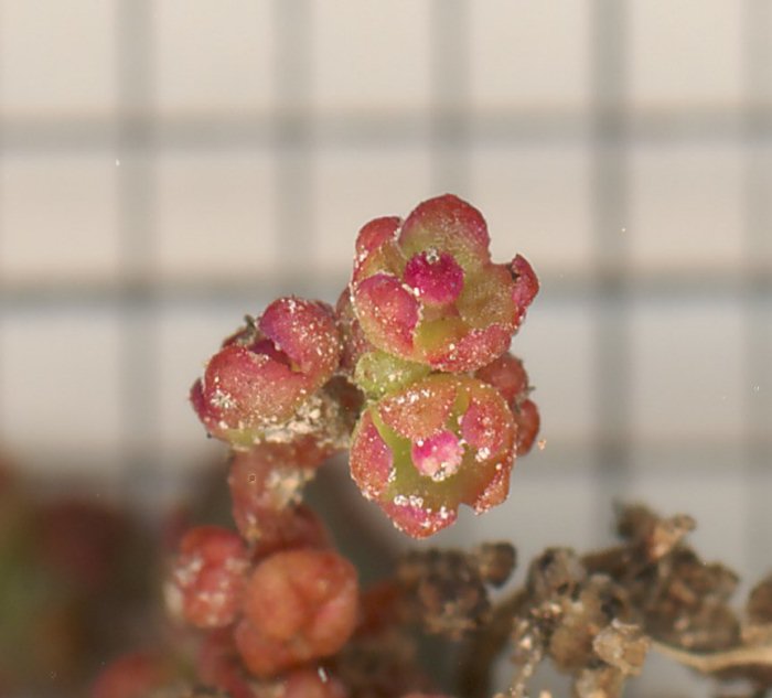 Chenopodium da identificare (rubrum / botryiodes / altra ??)