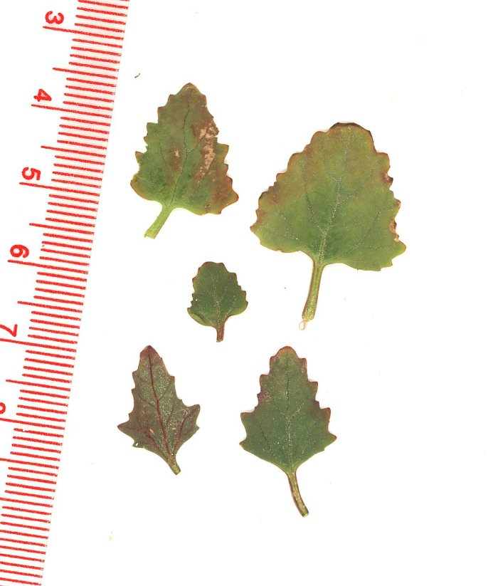 Chenopodium da identificare (rubrum / botryiodes / altra ??)