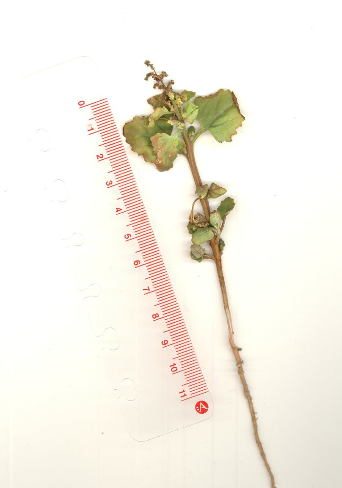 Chenopodium da identificare (rubrum / botryiodes / altra ??)