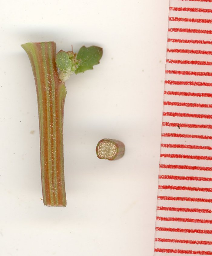 Chenopodium da identificare (rubrum / botryiodes / altra ??)