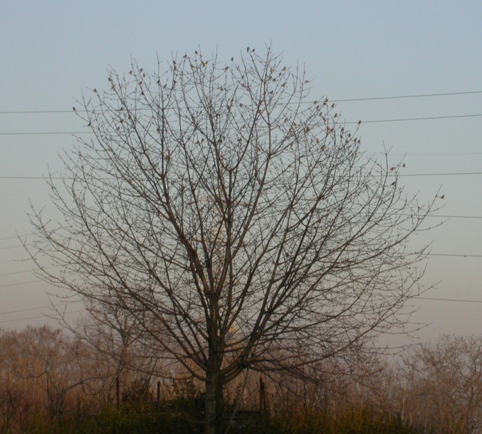 Fanello: Ritrattino (i)