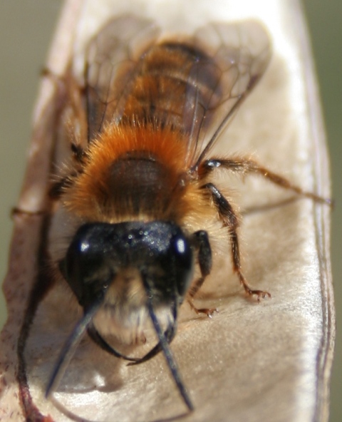 Imenottero con mandibole pronunciate (Andrena sp.)