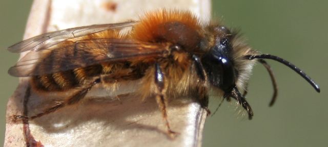 Imenottero con mandibole pronunciate (Andrena sp.)