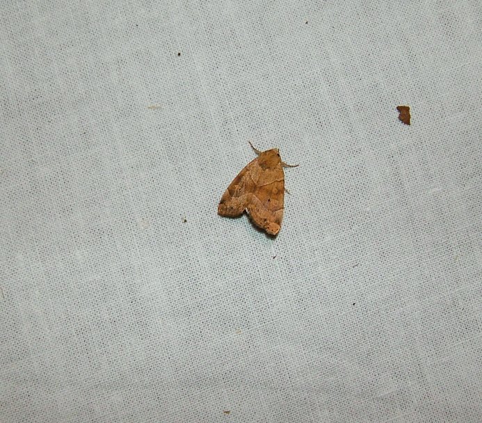 Farfalle al lume