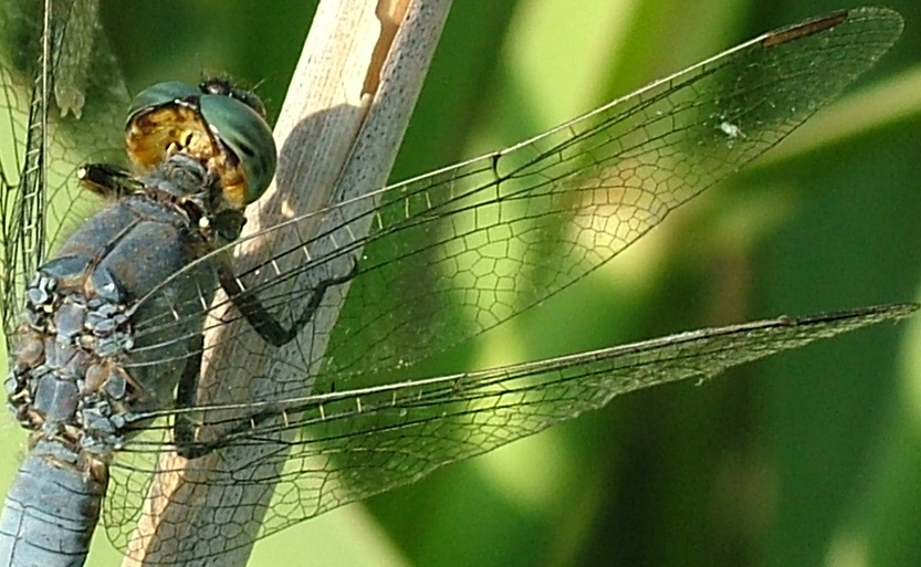 Odonati