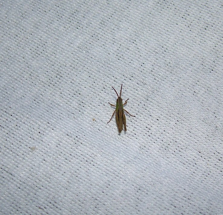 Ortotteri di Cariadeghe