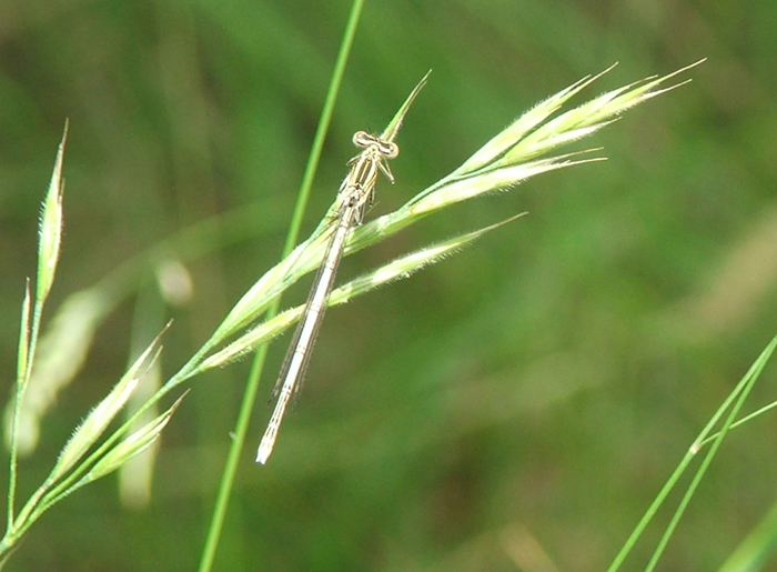identificazione zigotteri