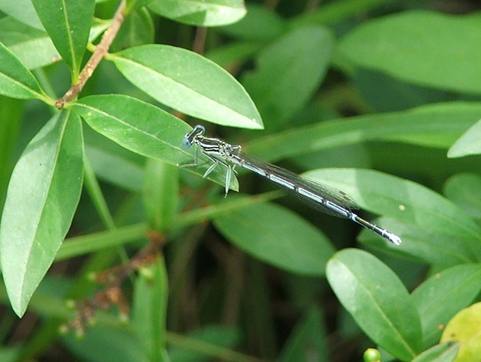 identificazione zigotteri