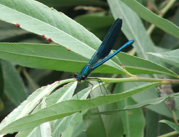 identificazione zigotteri