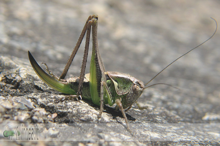 Neanide Platycleis sp.