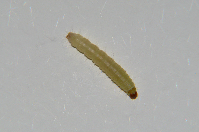 Depurazione intestinale in modo naturale