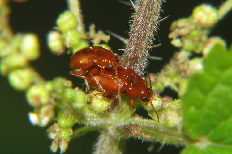 Chrysomelidae?