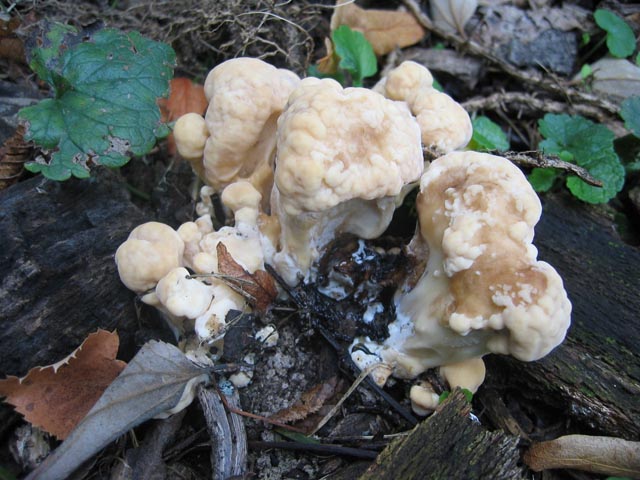 I grandi Funghi: La crescita di Meripilus giganteus